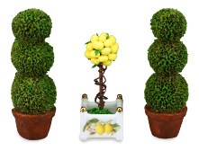 Декоративные деревья и лимон